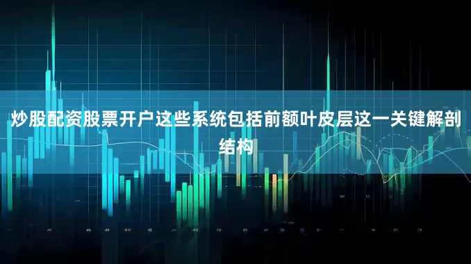 炒股配资股票开户这些系统包括前额叶皮层这一关键解剖结构